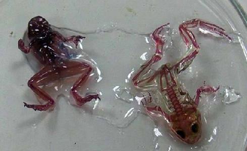 科學家發現這種「奇蹟般的透明青蛙」讓大家都興奮不已，但知道牠的來源後所有人就笑不出來了  