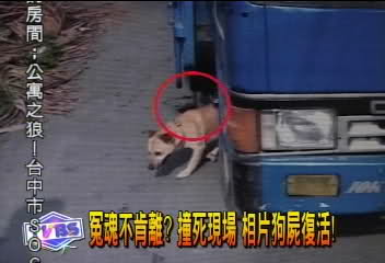 撞死現場 相片裡的狗屍復活
