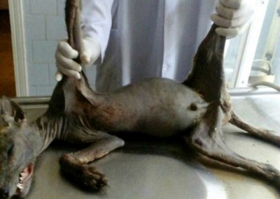 太恐怖了!烏克蘭農夫殺神秘生物 疑為山羊吸血怪  